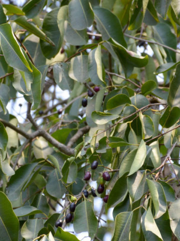 Alternative view of Black Java Plum Tree (syzygium cumini)
