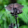 Lg. Black Bat Flower Plant (tacca chantrieri)