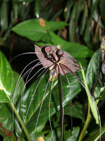 Alternative view of Lg. Black Bat Flower Plant (tacca chantrieri)