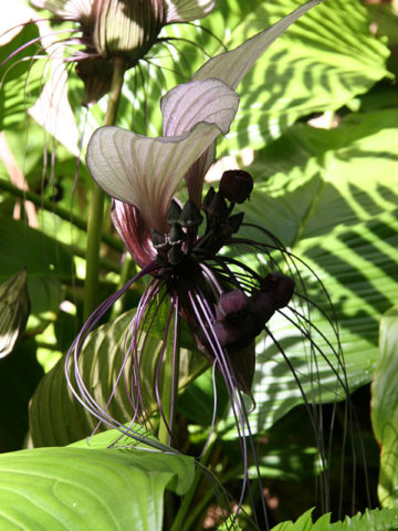 Alternative view of Lg. White Bat Flower Plant (tacca integrifolia)
