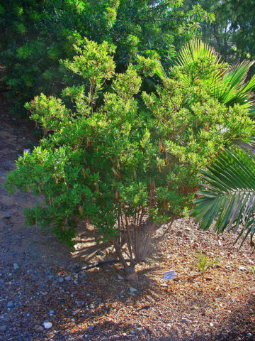 Alternative view of Orange Trumpet Bush (tecoma fulva garrocha)
