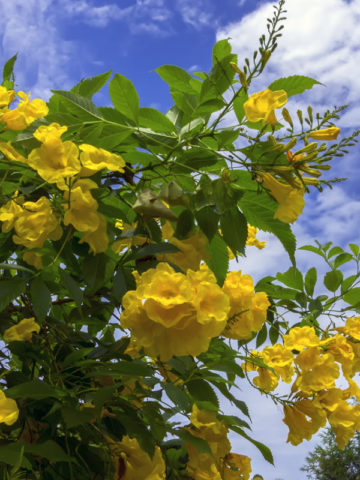 Alternative view of Texas Yellow Bell Bush (tecoma stans)