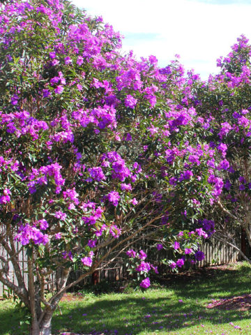 Alternative view of Blue Glory Tree (tibouchina lepidota)