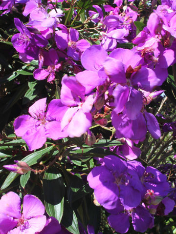 Alternative view of Athens Blue Princess Glory Bush (tibouchina urvilleana)
