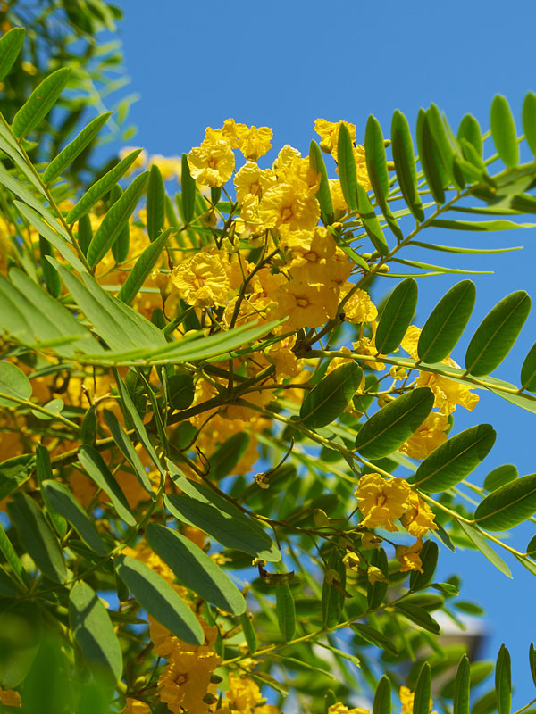 Cold Hardy Yellow Jacaranda Tipu Tree Tipuana Tipu Urban Perennials