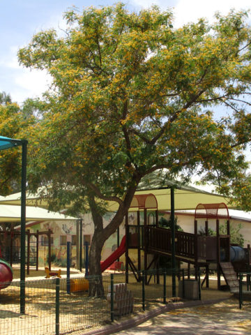 Alternative view of Cold Hardy Yellow Jacaranda, Tipu Tree (tipuana tipu)