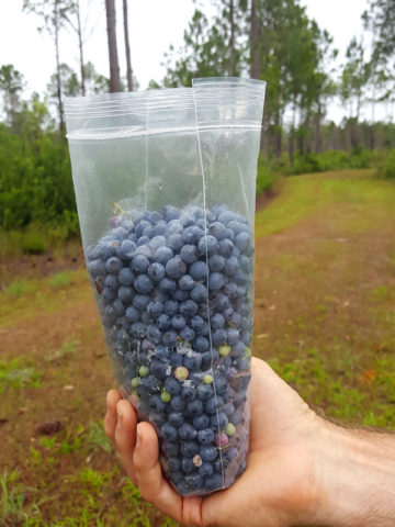 Alternative view of Wild Florida Blueberry (vaccinium florida)