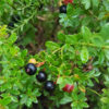 Wild Shiny Leaf Blueberry (vaccinium myrsinites)