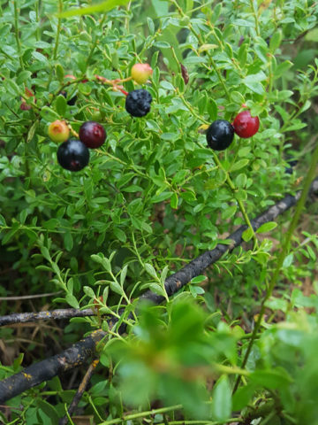 Alternative view of Wild Shiny Leaf Blueberry (vaccinium myrsinites)