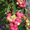 Midbush Pink Lemonade Blueberry Bush (vaccinium)