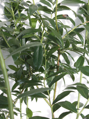 Alternative view of Midbush Pink Lemonade Blueberry Bush (vaccinium)