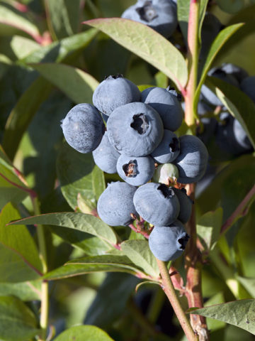 Alternative view of Southern Sweetcrisp Blueberry Bush (vaccinium)