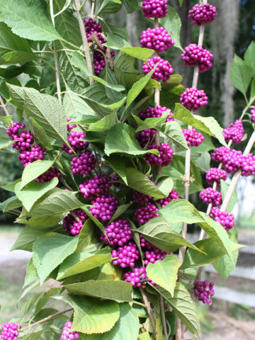 Alternative view of American Beauty Berry (verbenaceae americana)