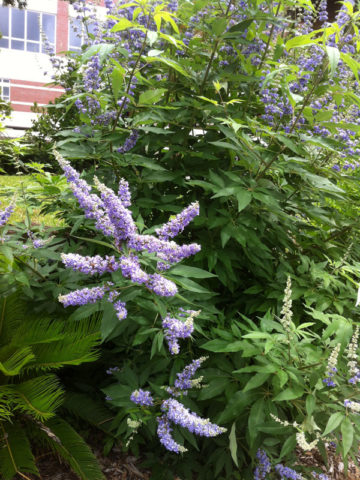 Alternative view of Lilac Chaste Tree (vitex lavender)