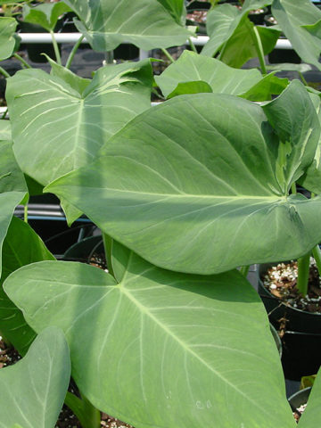 Alternative view of Lg. Alien Mutant Elephant Ear Plant (xanthosoma lineatum)