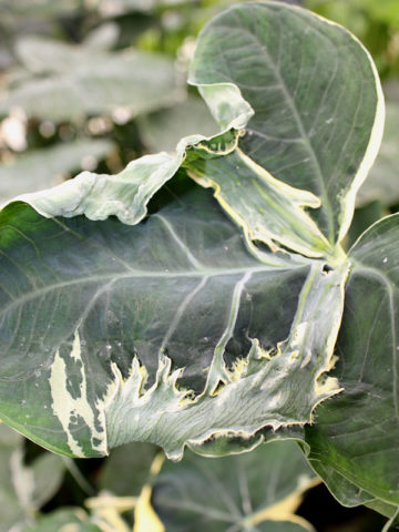 Alternative view of Lg. Mighty Mouse Elephant Ear Plant (xanthosoma albo marginata)