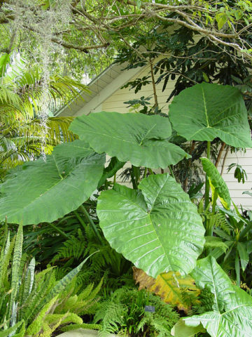 Alternative view of Lg. Tahitian Giant Elephant Ear Plant (xanthosoma sagittifolium)