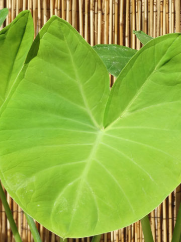 Alternative view of Lg. Key West Lime Elephant Ear Plant (xanthosoma tropic)