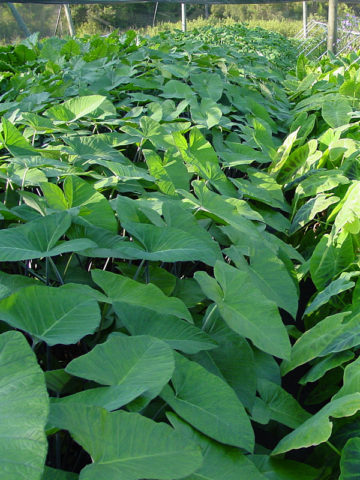 Alternative view of Lg. Violet Giant Elephant Ear Plant (xanthosoma violaceum)