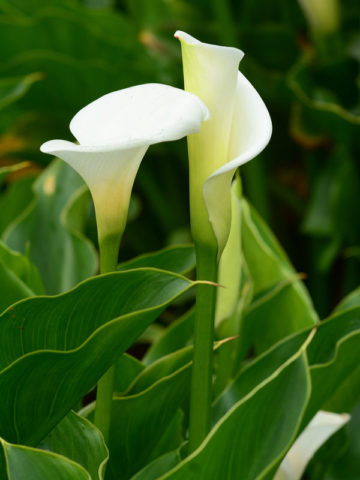 Purest White Calla Lily Plant (zantedeschia aethiopic) – Urban Perennials