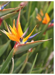 thumbnail image 2 of Live Belle Of India Jasmine Plant Jasminum Sambac Double Flower Intensely Fragrant Starter 2 of 3